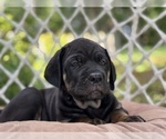 Small #3 Cane Corso