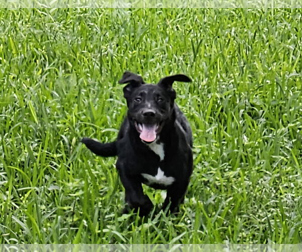 Medium Photo #13 German Shepherd Dog-Unknown Mix Puppy For Sale in Royal Palm Beach, FL, USA
