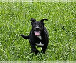 Small #12 German Shepherd Dog Mix
