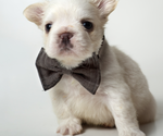 Small #1 French Bulldog