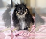 Small #2 Pomeranian