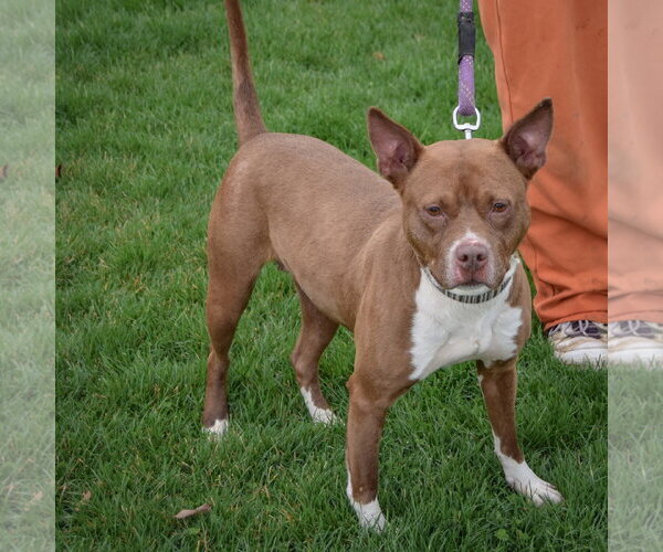 Medium Photo #3 American Bulldog-American Staffordshire Terrier Mix Puppy For Sale in Huntley, IL, USA