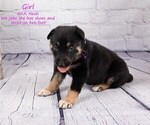 Small Photo #2 German Shepherd Dog-Wolf Hybrid Mix Puppy For Sale in SAN DIEGO, CA, USA
