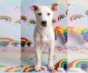 Australian Kelpie-Golden Retriever Mix Dogs for adoption in Germantown, OH, USA