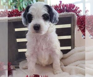 Bernedoodle-Poodle (Miniature) Mix Puppy for sale in FORT PLAIN, NY, USA