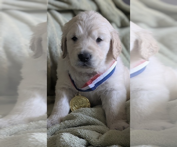 Medium Photo #40 Golden Retriever Puppy For Sale in MODESTO, CA, USA