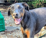 Small #3 Doberman Pinscher