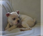 Small Photo #54 Boston Terrier Puppy For Sale in ALBANY, OH, USA