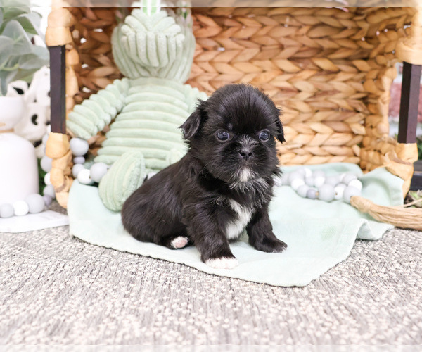 Medium Photo #6 Shih Tzu Puppy For Sale in SYRACUSE, IN, USA