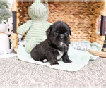 Small #5 Shih Tzu