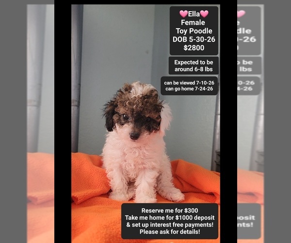 Medium Photo #1 Poodle (Toy) Puppy For Sale in TUCSON, AZ, USA