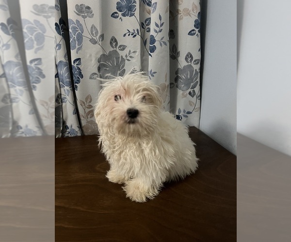 Medium Photo #1 Havanese Puppy For Sale in DURHAM, CT, USA