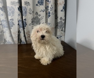 Havanese Puppy for sale in DURHAM, CT, USA
