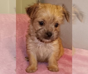 Morkie Puppy for sale in SALEM, MA, USA