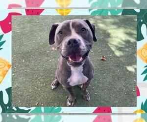 American Pit Bull Terrier Dogs for adoption in Ojai, CA, USA