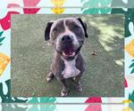 Small American Pit Bull Terrier