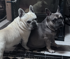 Mother of the French Bulldog puppies born on 04/23/2026