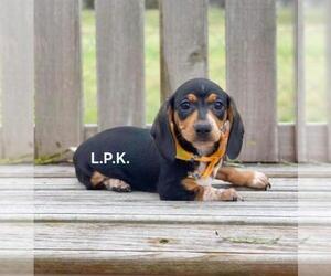 Dachshund Puppy for sale in WINNSBORO, LA, USA