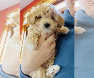 F2 Aussiedoodle-Poodle (Miniature) Mix Puppy for sale in HAMILTON, MI, USA