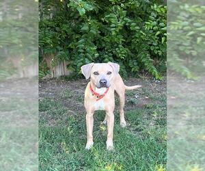 American Pit Bull Terrier-Unknown Mix Dogs for adoption in Oklahoma City, OK, USA