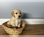 Small Photo #3 Golden Retriever Puppy For Sale in SIOUX FALLS, SD, USA