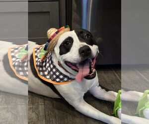 Rory - Male American Pit Bull Terrier Dog for Adoption - Photo #18