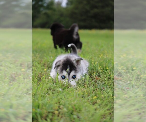 Medium Photo #6 Labrador Retriever-Siberian Husky Mix Puppy For Sale in WOODFORD, VA, USA
