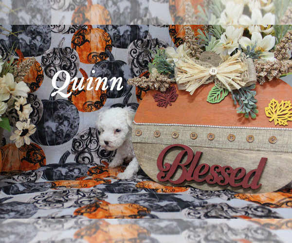 Medium Photo #7 Poodle (Toy) Puppy For Sale in CHANUTE, KS, USA