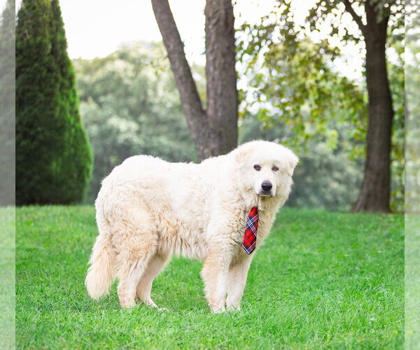 Medium Photo #4 Great Pyrenees Puppy For Sale in Unionville, PA, USA