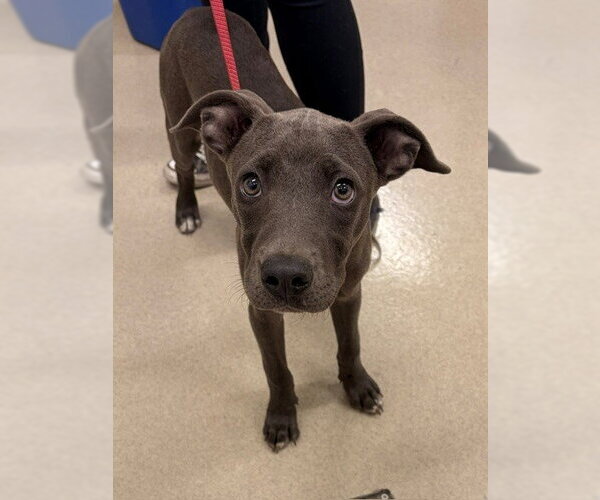 Medium Photo #1 Mutt Puppy For Sale in Baytown, TX, USA