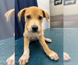 Black Mouth Cur-Unknown Mix Dogs for adoption in Mobile, AL, USA