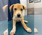Small Black Mouth Cur Mix