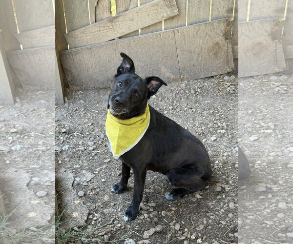 Medium Photo #2 Labrador Retriever-Unknown Mix Puppy For Sale in Jackson, MS, USA