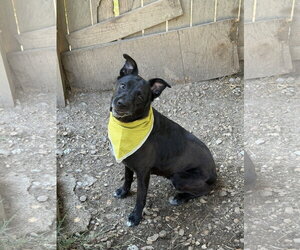 Roxie - Female Labrador Retriever-Unknown Mix Dog for Adoption - Photo #2