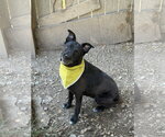 Small #1 Labrador Retriever Mix
