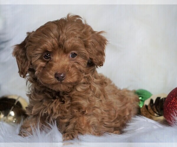 Medium Photo #4 Poodle (Miniature) Puppy For Sale in FREDERICKSBG, OH, USA