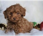 Small Photo #4 Poodle (Miniature) Puppy For Sale in FREDERICKSBG, OH, USA