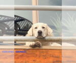 Small #7 Akbash-Great Pyrenees Mix