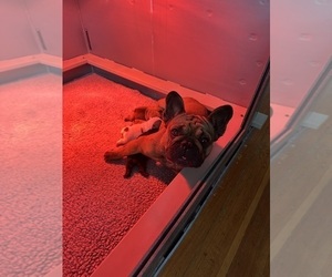 Mother of the French Bulldog puppies born on 01/02/2025