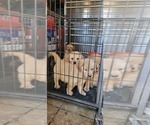 Small Photo #3 Golden Retriever Puppy For Sale in SELMA, CA, USA