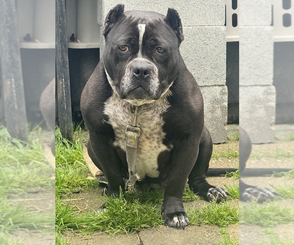 Medium Photo #1 American Bully Puppy For Sale in LOUISVILLE, KY, USA