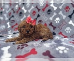 Small #2 Cavapoo