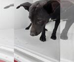 A664075 - Male Labrador Retriever-Unknown Mix Dog for Adoption - Small photo
