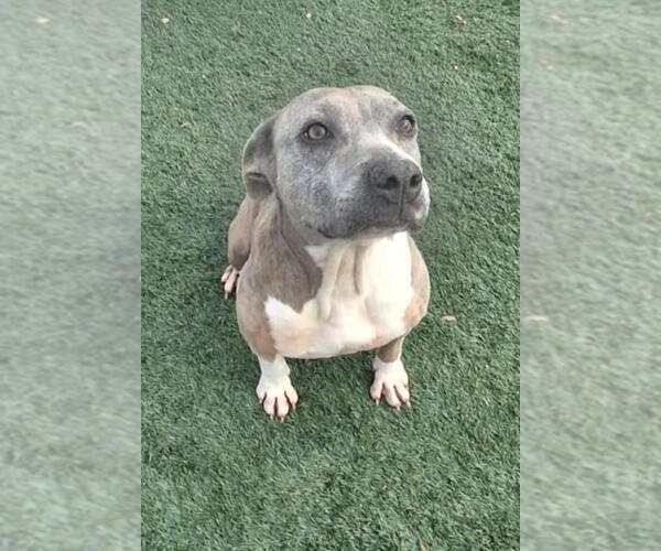 Medium Photo #17 Mutt Puppy For Sale in Rockwall, TX, USA