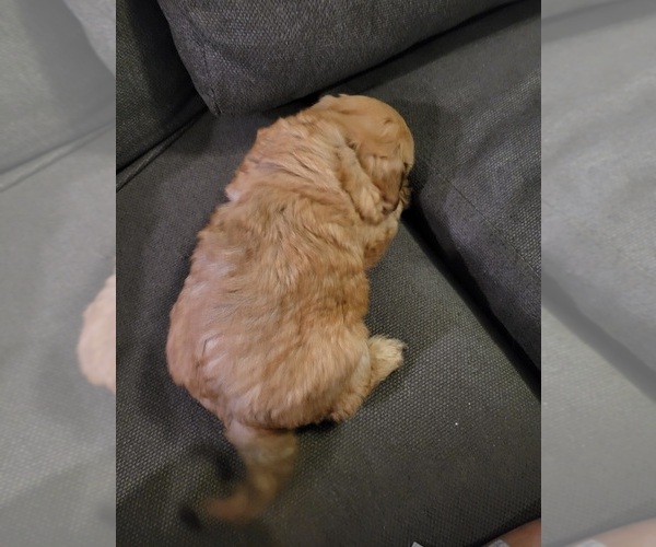 Medium Photo #15 Auss-Tzu Puppy For Sale in SAN ANTONIO, TX, USA