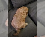 Small #14 Auss-Tzu