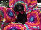Small Photo #1 Labradoodle Puppy For Sale in PEACH BOTTOM, PA, USA