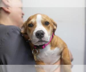 Labrador Retriever-Unknown Mix Dogs for adoption in Mountain Home, AR, USA