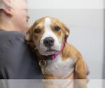 Lainey - Female Labrador Retriever-Unknown Mix Dog for Adoption - Small photo