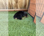 Puppy Dodger Rottweiler